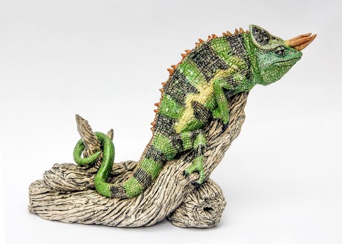Jackson's chameleon